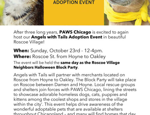 Angels with Tails Adoption Event 10/23